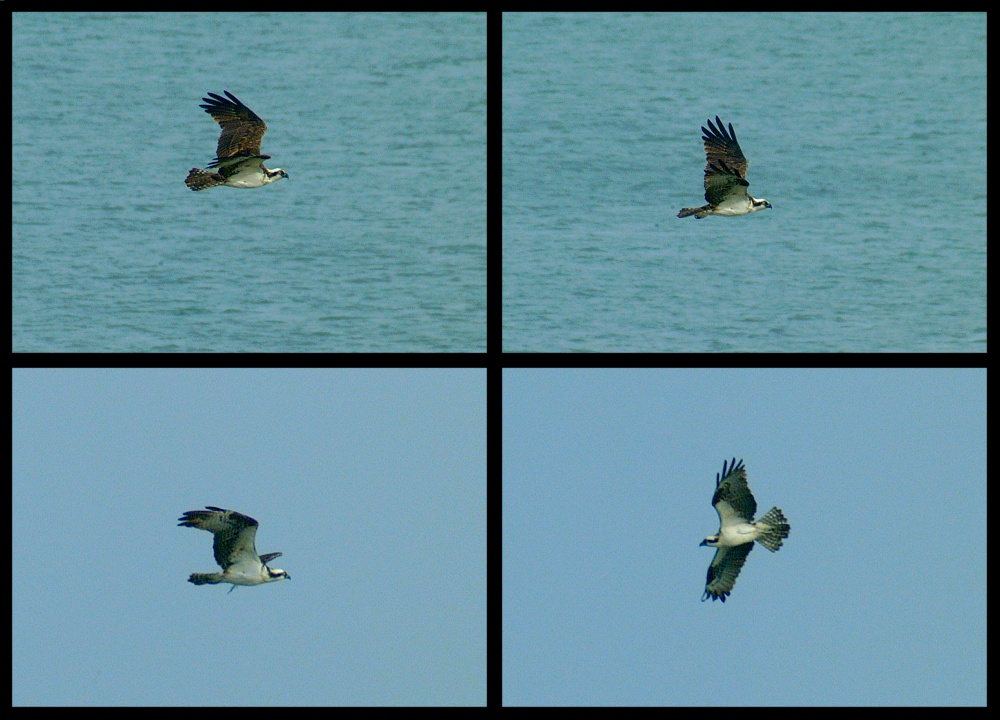(01) osprey montage.jpg   (1000x720)   229 Kb                                    Click to display next picture